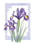 Blauwe Iris, 30 x 40 cm. inclusief passe-partout € 60,--
